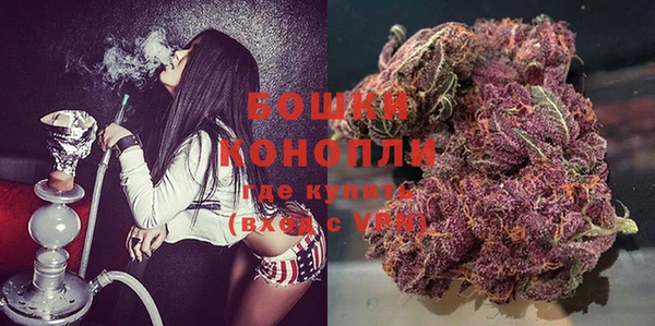 сатива Новокубанск